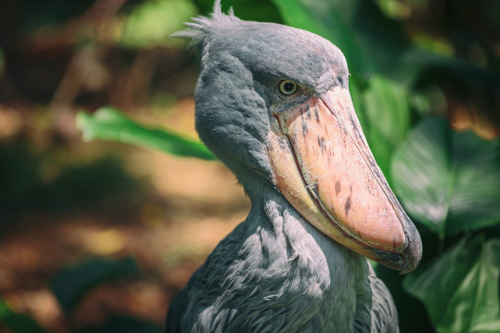 shoebill bird height